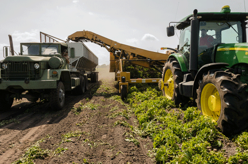 IoT no agronegócio brasileiro: como a tecnologia está transformando a produção agrícola